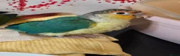 Conures birds for sale: Hand reared conure baby for sale - Advert 3