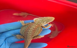 Bearded Dragon reptiles for sale: Baby bearded dragons  - Image 3