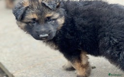German Shepherd dogs for sale: Medium/long haired German shepherd puppies  - Image 14