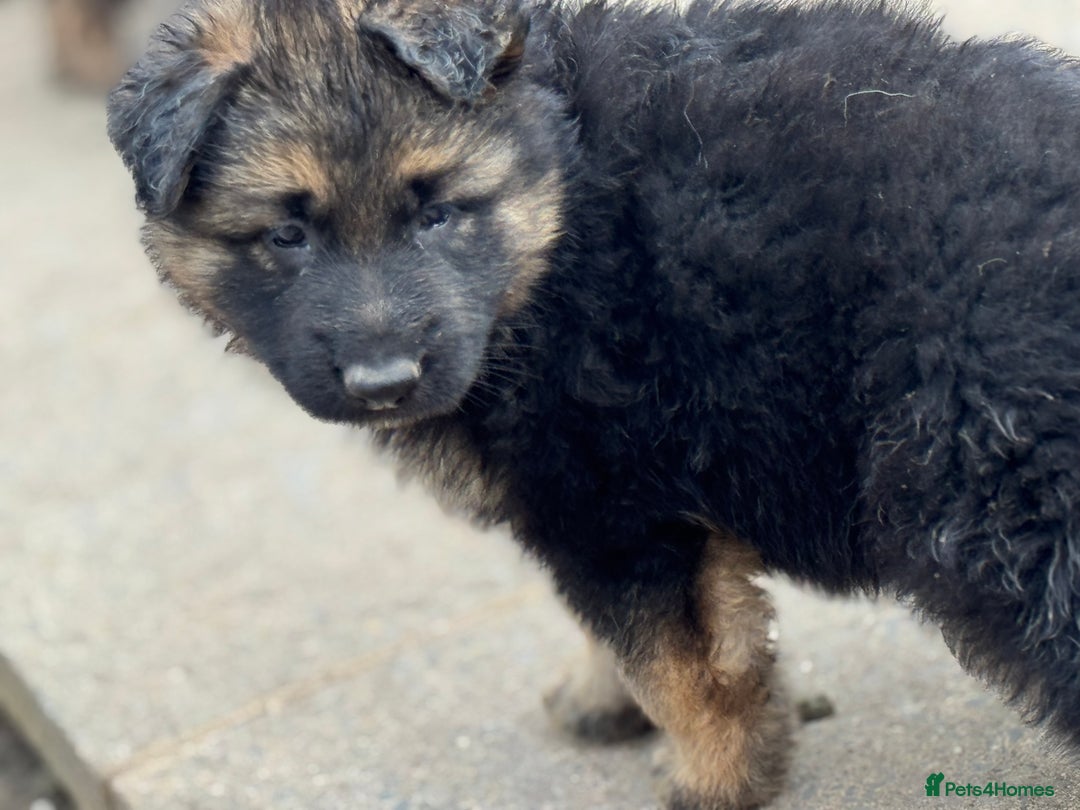 German Shepherd dogs for sale: Medium/long haired German shepherd puppies  - Image 14