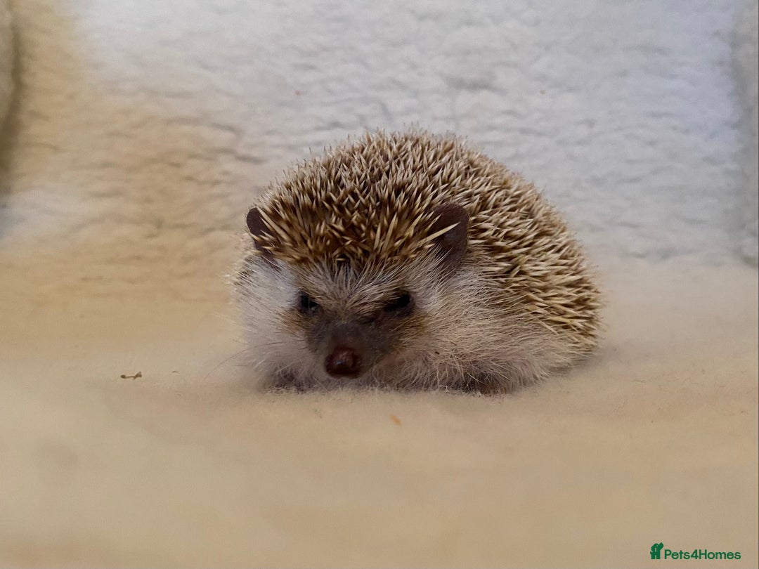 Pygmy Hedgehog rodents for sale: Proven APH female for sale.  - Advert 4