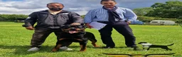 Rottweiler dogs for stud: SUPERB TOP QUALITY KCROTTWEILER FOR STUD **(ACE)** - Advert 13