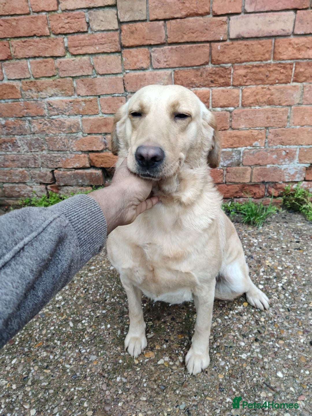 Labrador Retriever dogs for sale: Beautiful Labrador Female looking for her new home - Advert 3