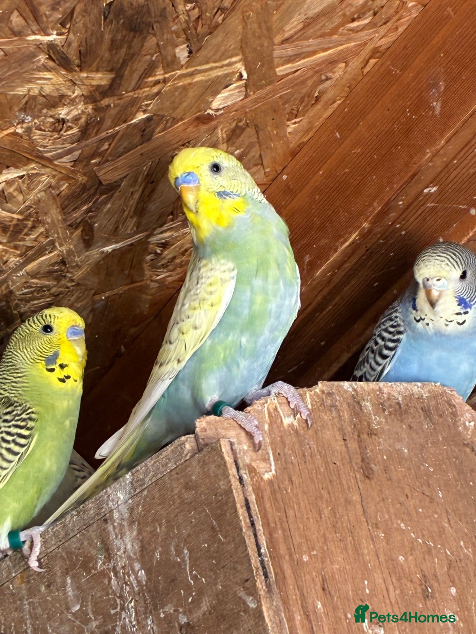 Budgerigars birds Aviary-bred Budgies’s  - Advert 1