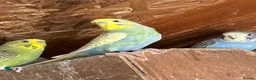 Budgerigars birds for sale: Aviary-bred Budgies’s  - Advert 1