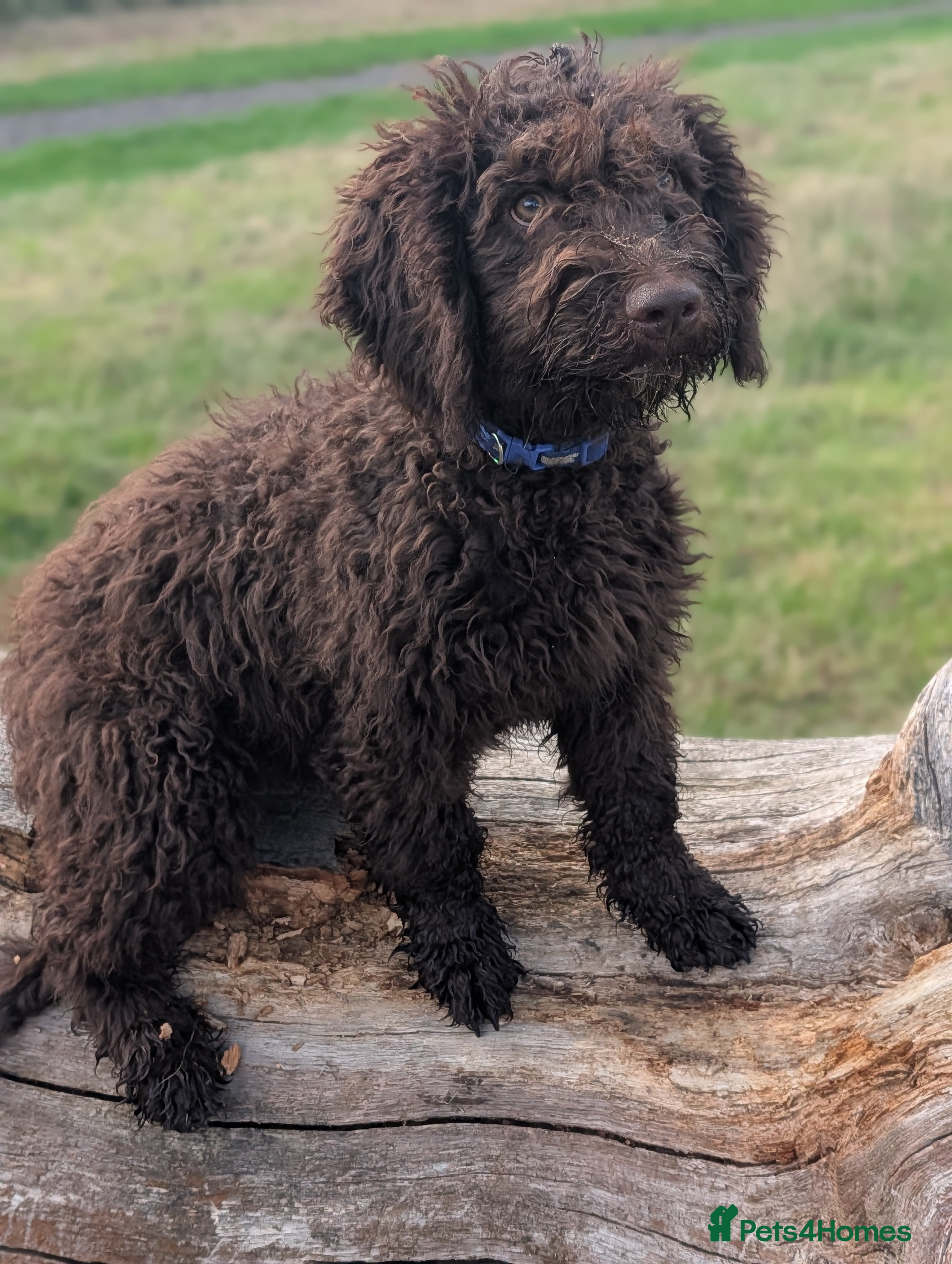 Spanish Water Dog dogs Spanish water dog - Advert 2
