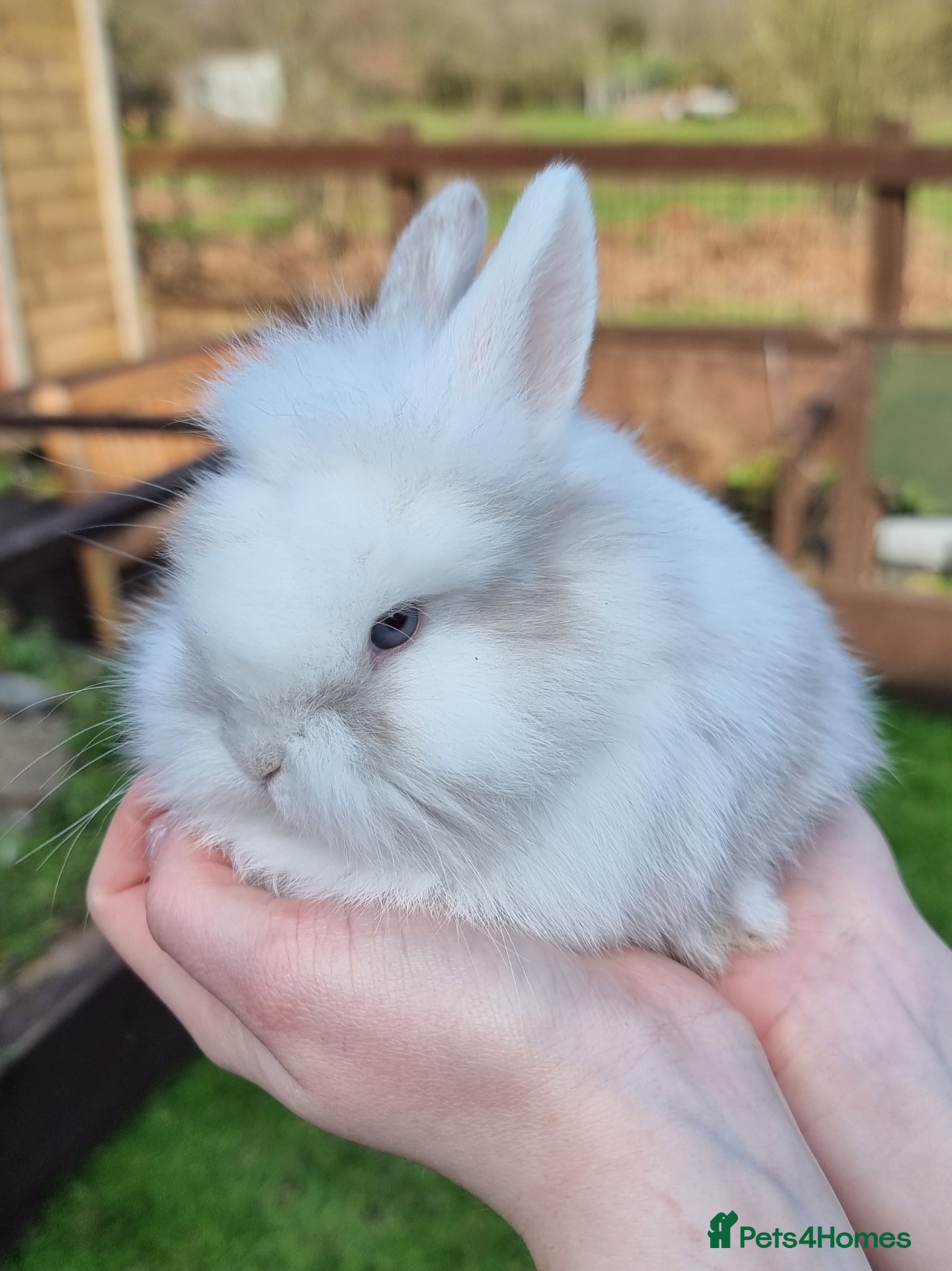 Mini Lion Lop rabbits Beautiful Mini lion lops  - Advert 1