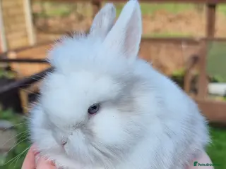 Mini Lion Lop rabbits Beautiful Mini lion lops - Advert 1