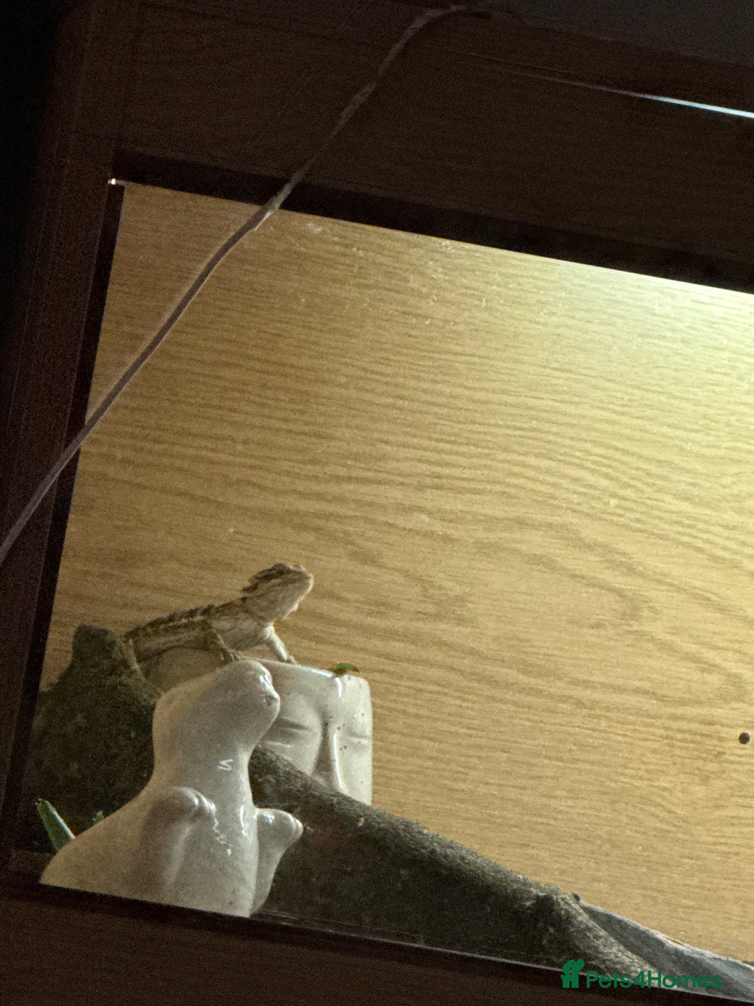 Bearded Dragon reptiles for sale: 18 week old bearded dragon  - Image 2