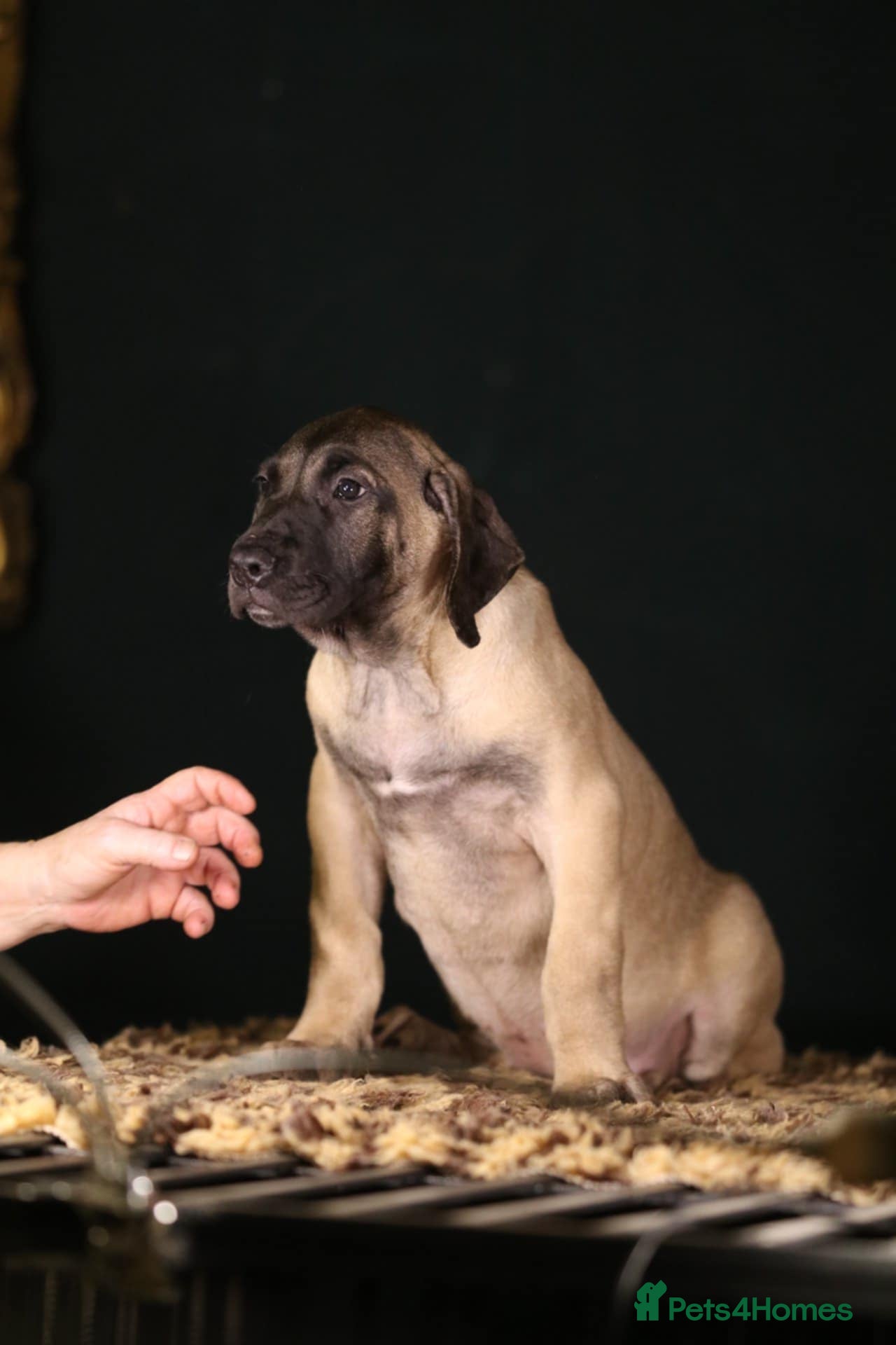 Presa Canario dogs Presa Canario pups  - Advert 1