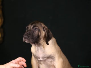 Presa Canario dogs Presa Canario pups - Advert 1
