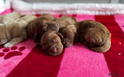 Goldendoodle dogs for sale: Golden doodle puppy’s for sale  - Advert 11