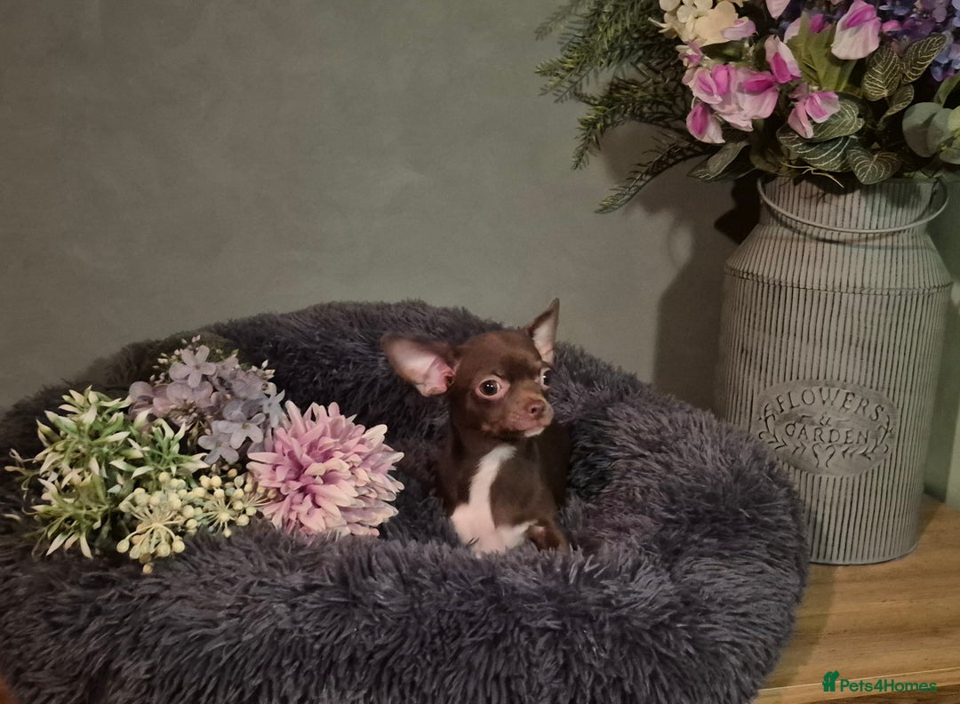 Chihuahua dogs for sale: ❤️KC Blue Chihuahua Puppy Ready Now Vaccinated ❤️ - Advert 13