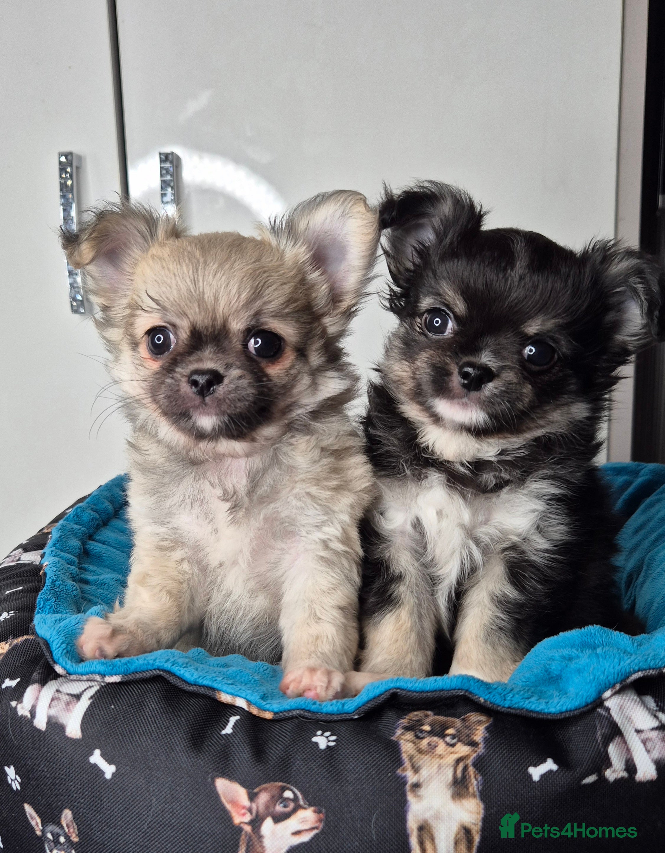 Chihuahua dogs ⚜️KC registered tiny Chihuahua puppies  - Advert 14