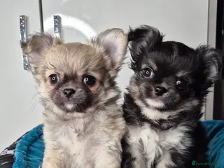 Chihuahua dogs ⚜️KC registered tiny Chihuahua puppies - Advert 14