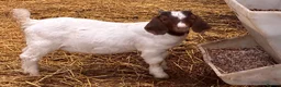 Goats livestock for sale: Castrated male Pygmy goat & intact Boer billy goat - Advert 7