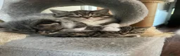 Mixed Breed cats for sale: Ragdoll/tabby mix in Shipley - Advert 8