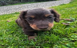 Miniature Dachshund dogs for sale: Miniature long-haired dachshund  - Image 7