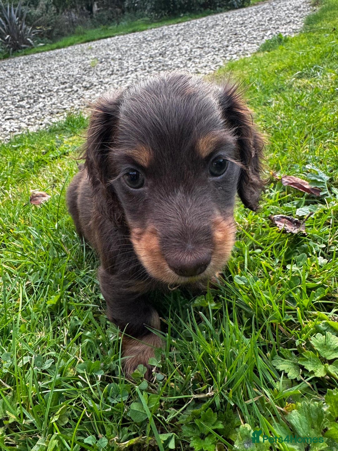 Miniature Dachshund dogs for sale: Miniature long-haired dachshund  - Image 7