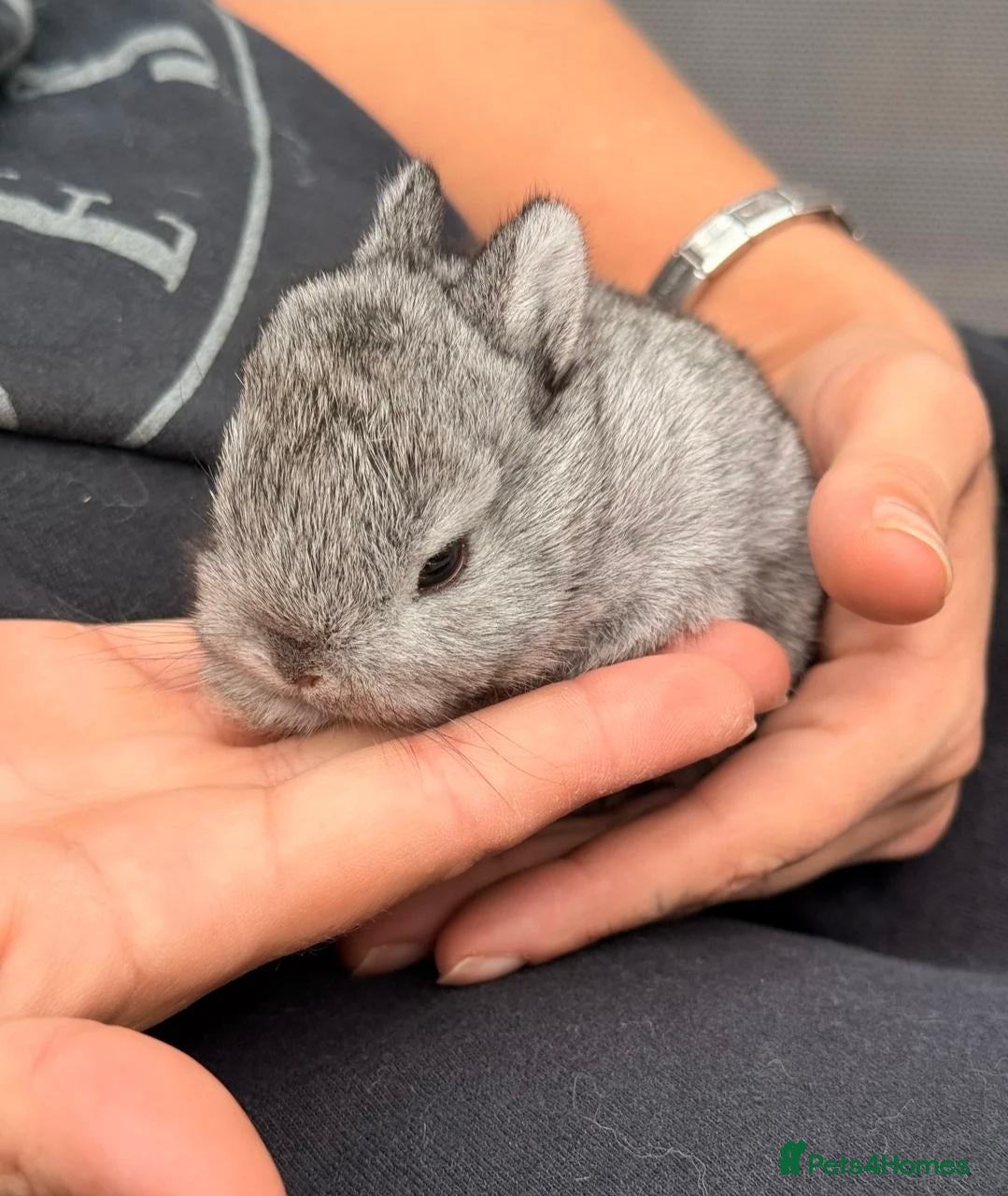Netherland Dwarf rabbits 🐰 PUREBRED CHINCHILLA NETHERLAND DWARF BUCKS🐰 - Advert 4