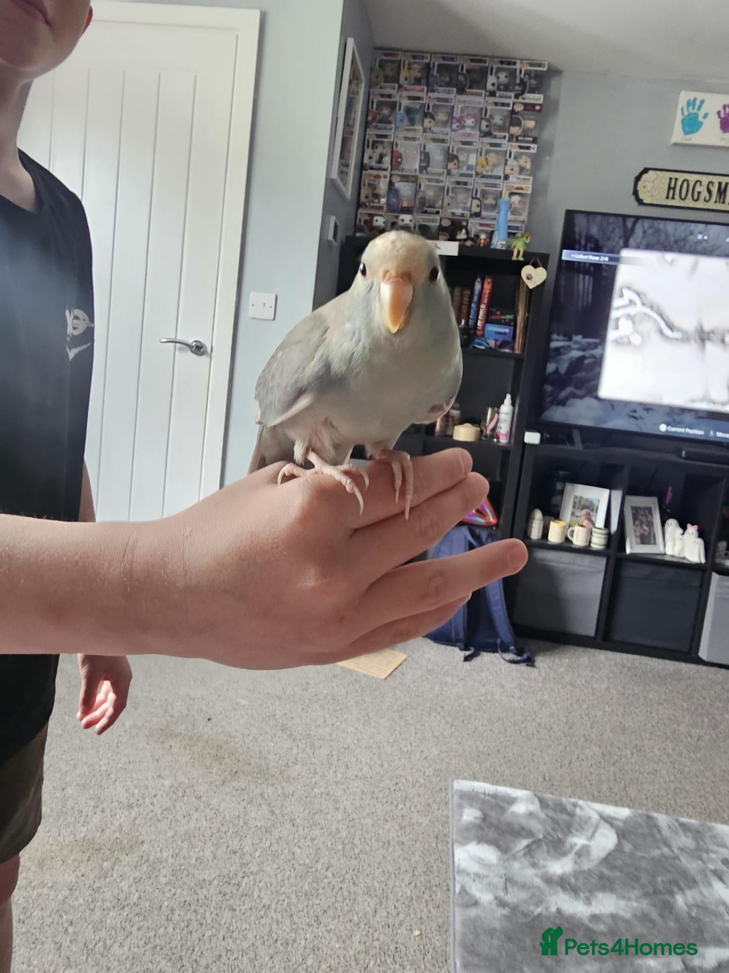 Parakeets birds 5 month old hand reared blue kakariki for sale  - Advert 1