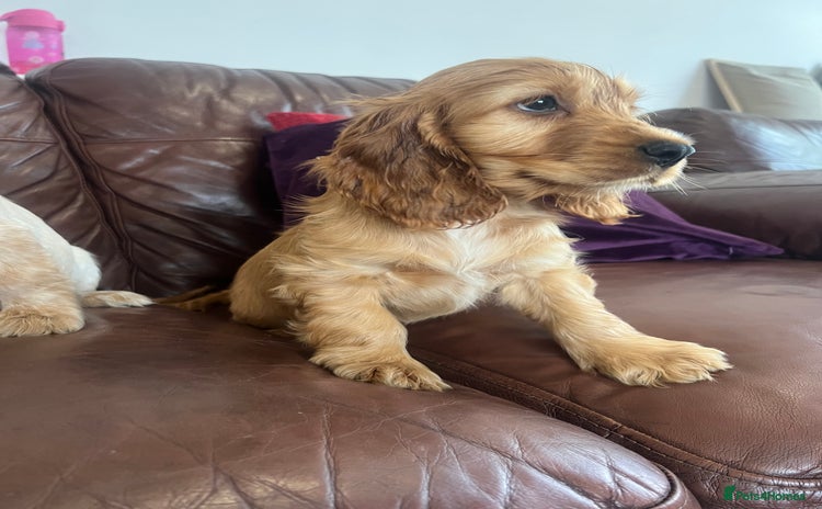 Cocker Spaniel dogs - Advert 13