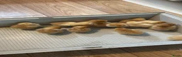 Chickens poultry for sale: Hybrid Chicks For Sale - Advert 5