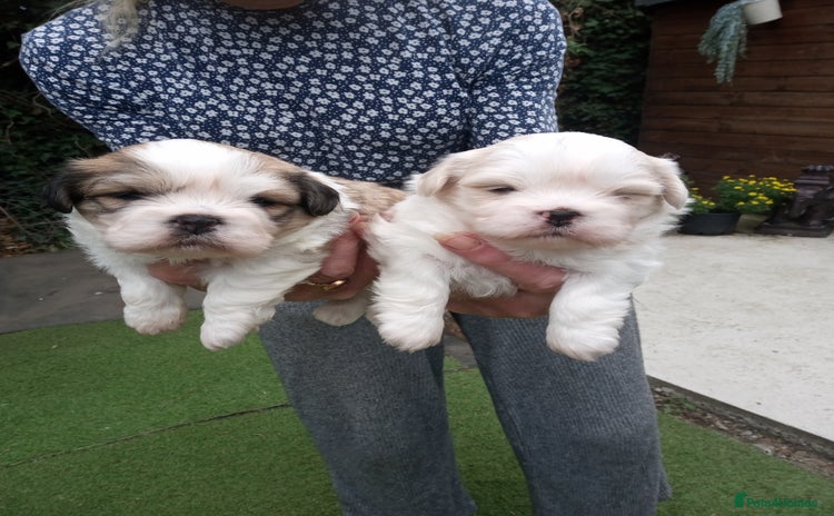 Lhasa Apso dogs - Advert 1