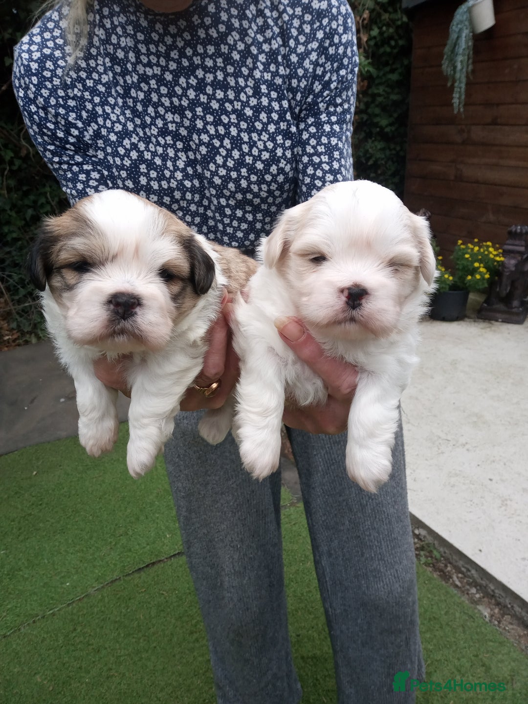 Lhasa Apso dogs for sale: LHASA APSO PUPPIES - Image 1