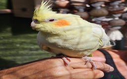 Mixed Breed birds for sale: Male cockateils  - Image 10