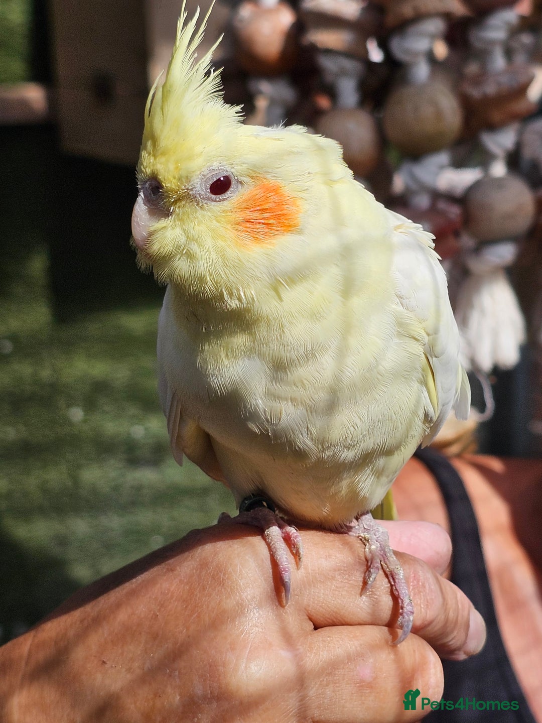 Mixed Breed birds for sale: Male cockateils  - Image 10