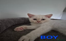 British Shorthair cats for sale: British Shorthair kittens - Image 6