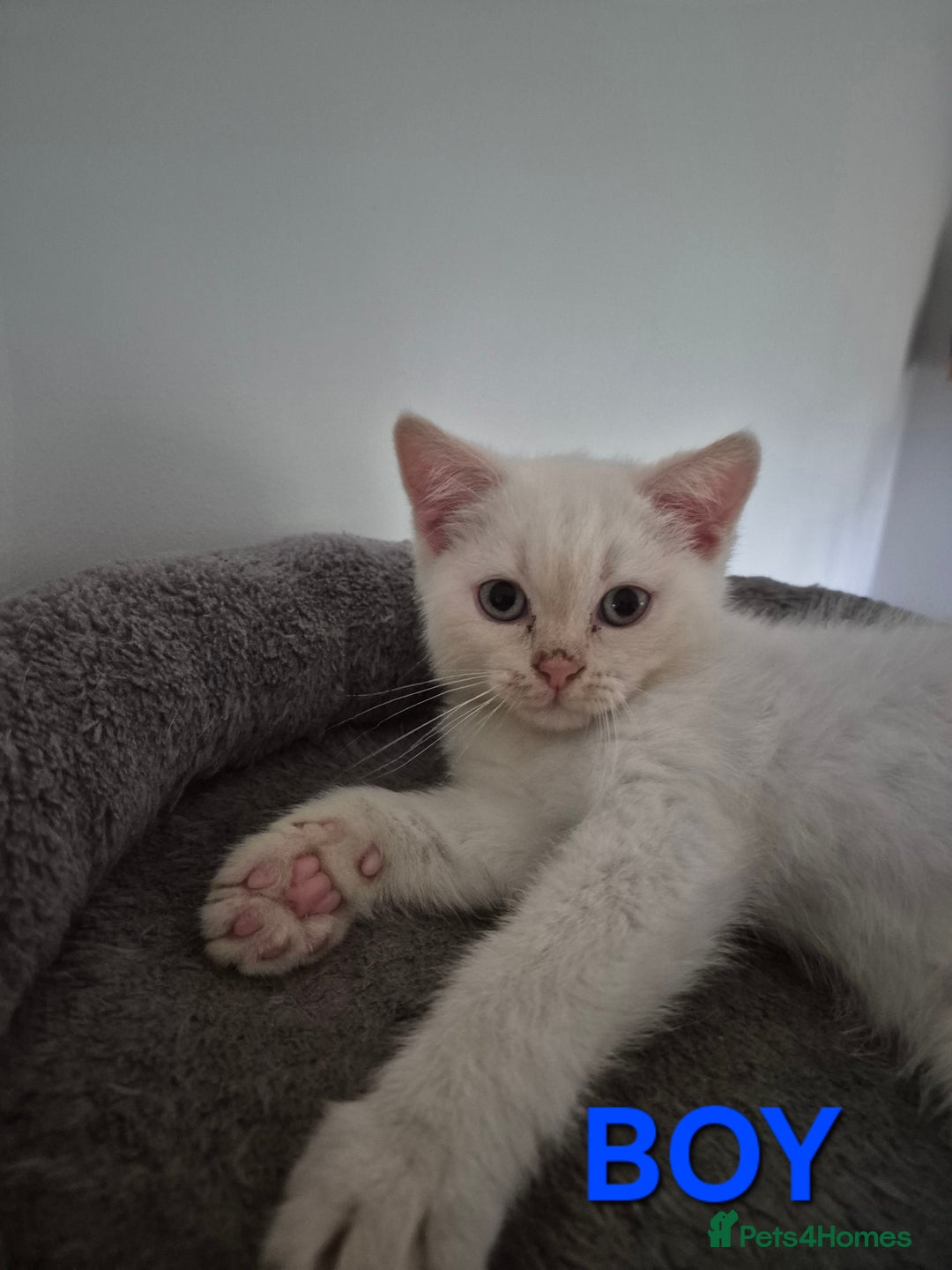British Shorthair cats for sale: British Shorthair kittens - Image 6