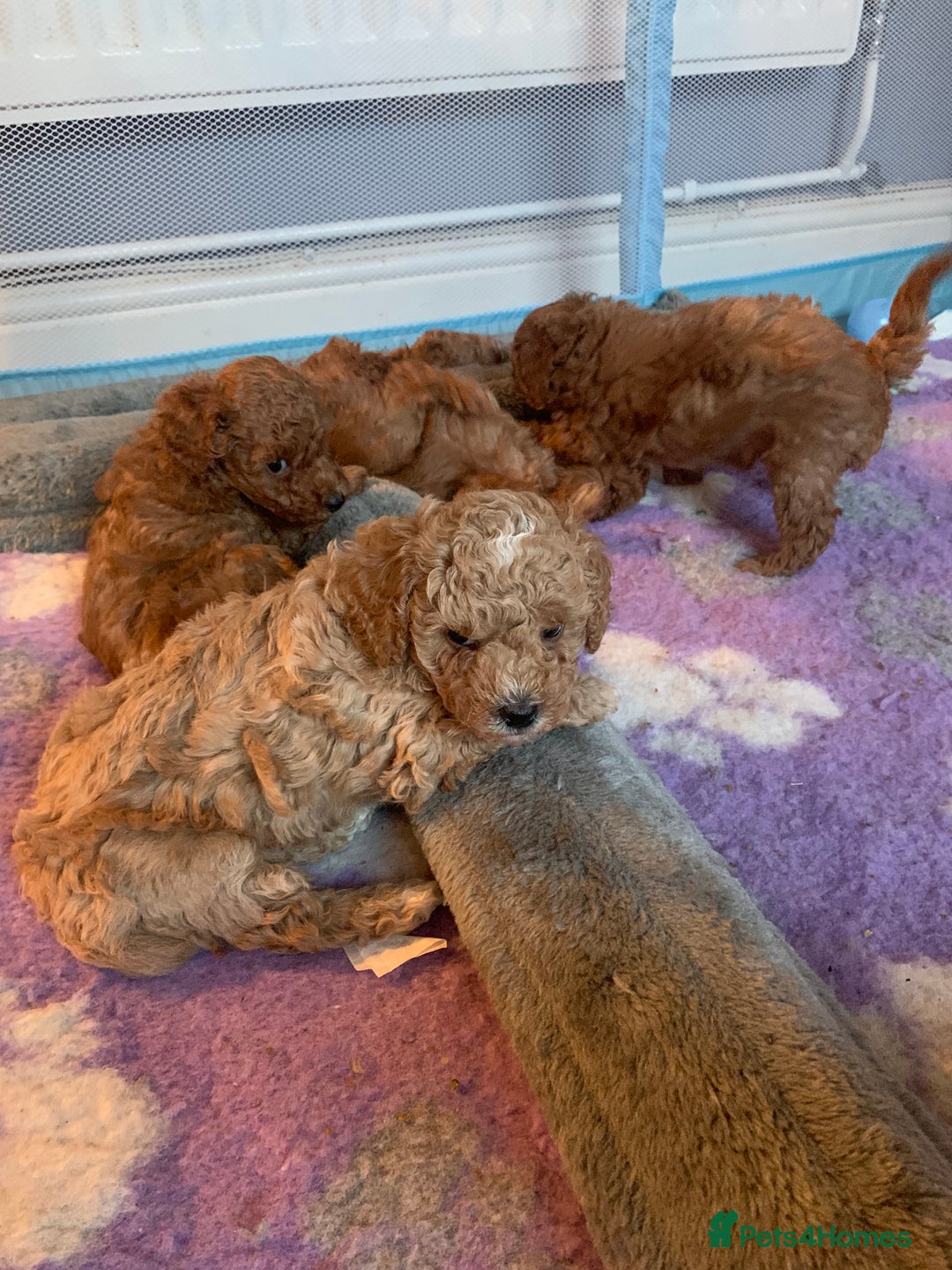 Cavapoo dogs for sale: Toy Cavapoo puppies - Advert 13