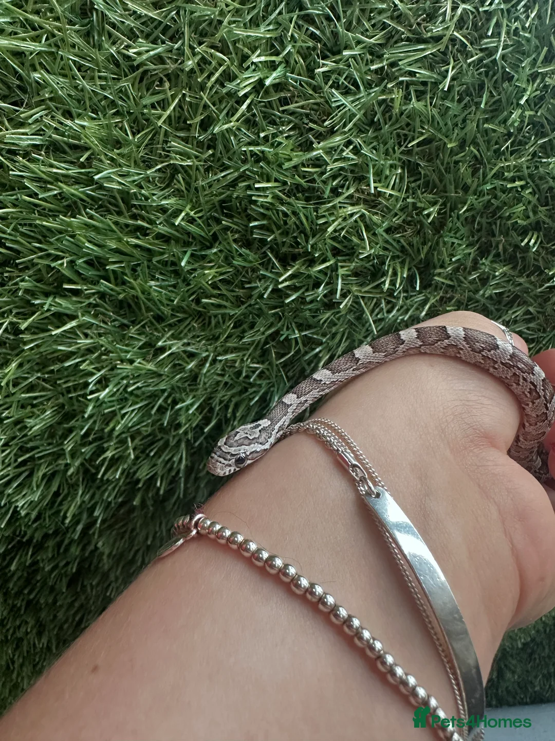 Corn Snake reptiles for sale: Hatchling corn snake - Advert 1