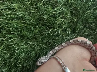 Corn Snake reptiles Hatchling corn snake - Advert 7