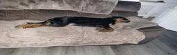 Rottweiler dogs for sale: Rottweiler puppy  in Aberdare - Advert 5