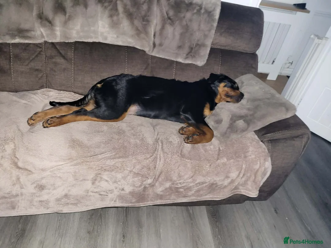 Rottweiler dogs for sale: Rottweiler puppy  in Aberdare - Advert 5