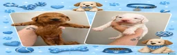 Labradoodle dogs for sale: Beautiful Aussie labradoodles  - Advert 4