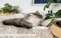 Maine Coon cats for sale: Stunning Black Smoke Registred Maine Coon Kittens - Image 2