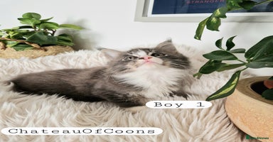 Maine Coon cats - Advert 7