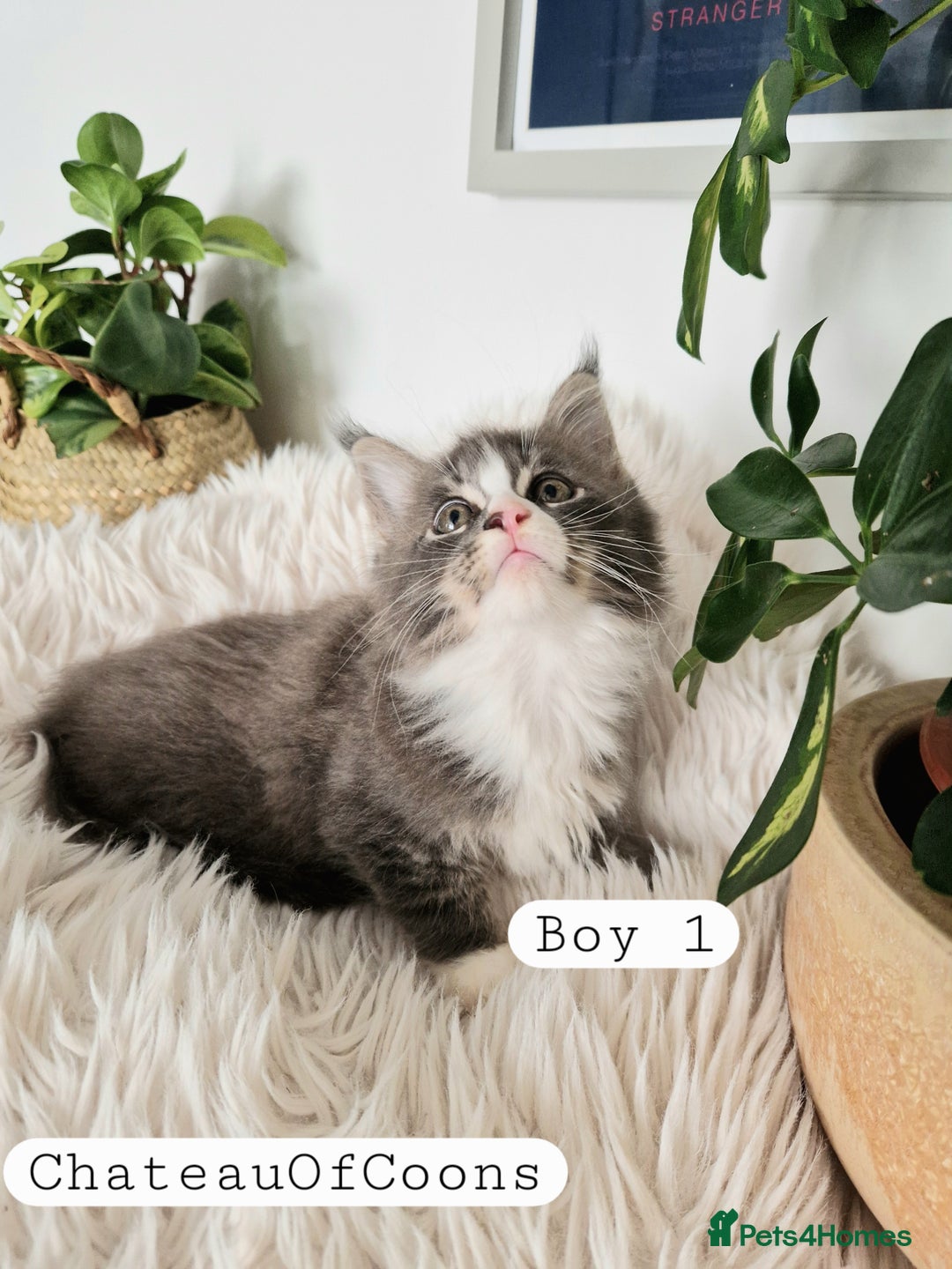 Maine Coon cats for sale: Stunning Black Smoke Registred Maine Coon Kittens - Image 2