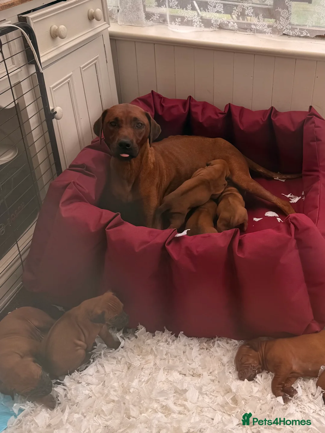 Rhodesian Ridgeback dogs for sale: Rhodesian Ridgeback Puppies European Pedigree - Advert 1