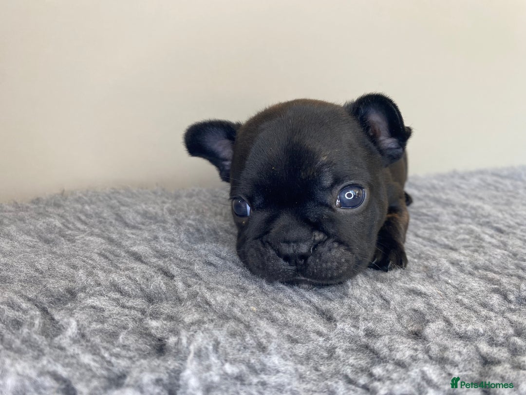 French Bulldog dogs for sale: KC French Bulldog Pups Tiger Brindle, Tan & Black  - Image 12