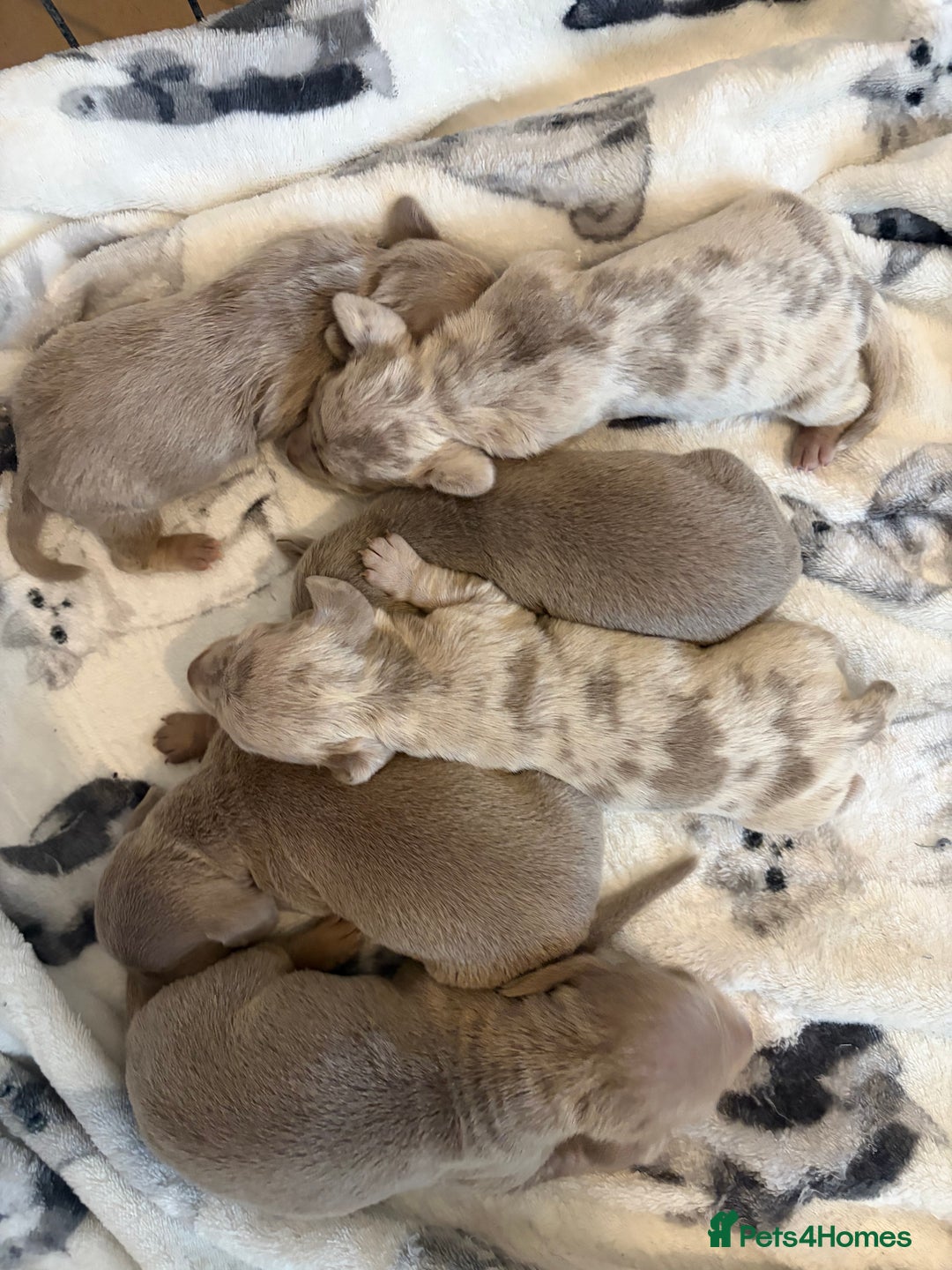 Miniature Dachshund dogs for sale: miniature dachshund - Advert 2