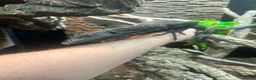 Monitor reptiles for sale: 3 year old Male Black Tree Monitor in Pontypridd - Advert 1