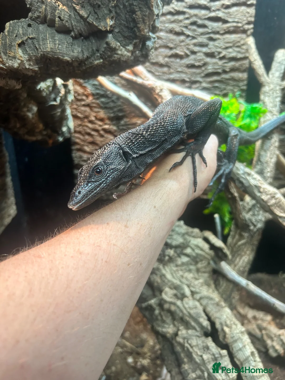 Monitor reptiles for sale: 3 year old Male Black Tree Monitor in Pontypridd - Advert 1