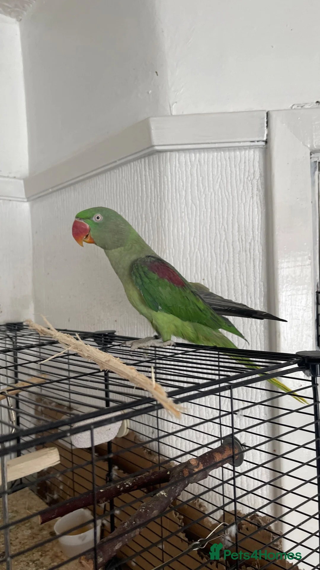 Parakeets birds for sale: Alexandrine Parakeet  in Birmingham - Advert 10
