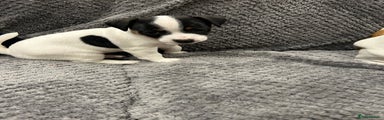 Jack Russell Puppy 1