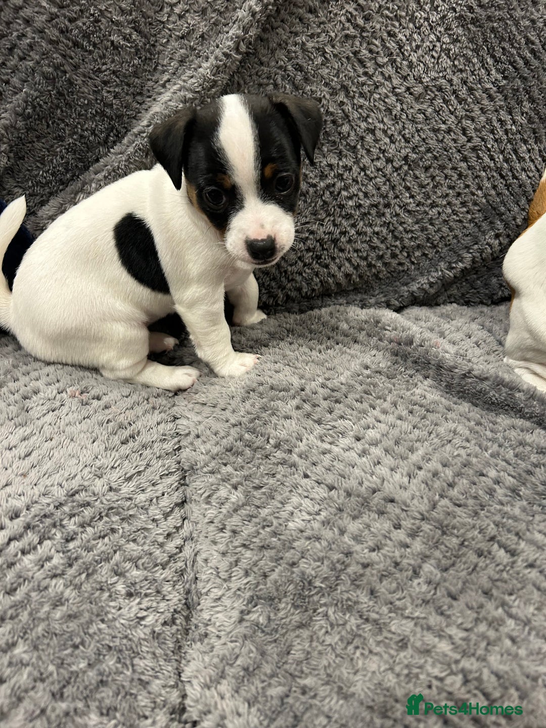 Jack Russell dogs for sale: Beautiful tri coloured female Jack Russell’s  - Advert 4